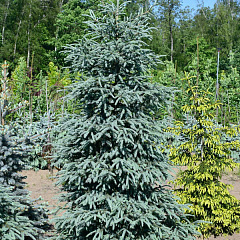 Ель сибирская "Глаука" (Glauca)